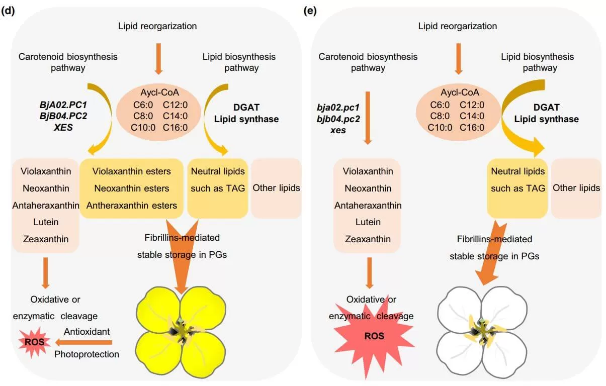 Proposed_working_model_of_the_role_of_candidates_in_the_regulation_petal_pigmentation_and_plastoglobule_formation